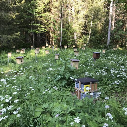 Bienen auf einer Wabe